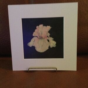 Limited edition prints 12x12. Matt size . Image size 7.5x7.5 pink and white Iris